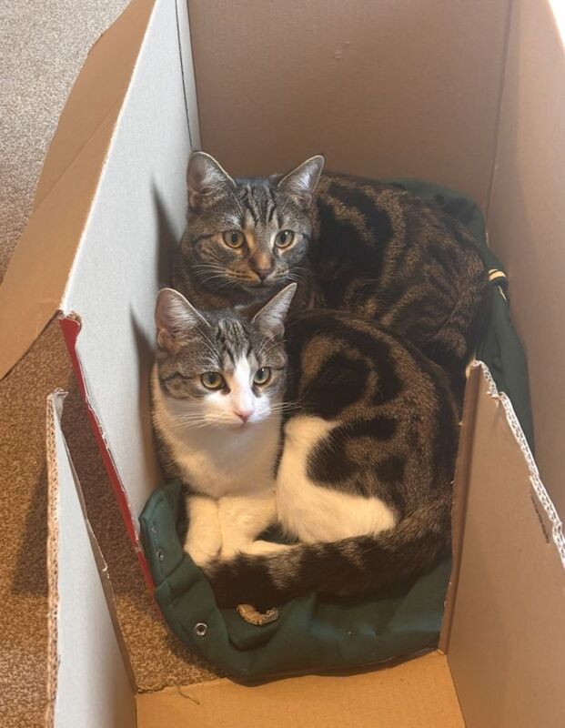 British Shorthair kittens for sale in Ripon, North Yorkshire – 9 months old