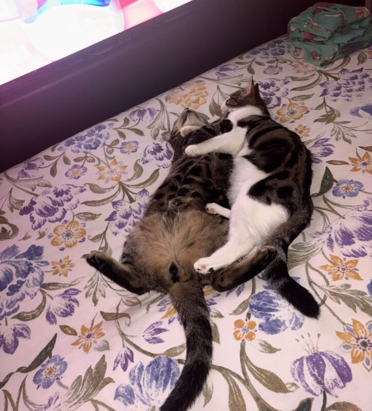 British Shorthair kittens for sale in Ripon, North Yorkshire – 9 months old - Image 2 of 4