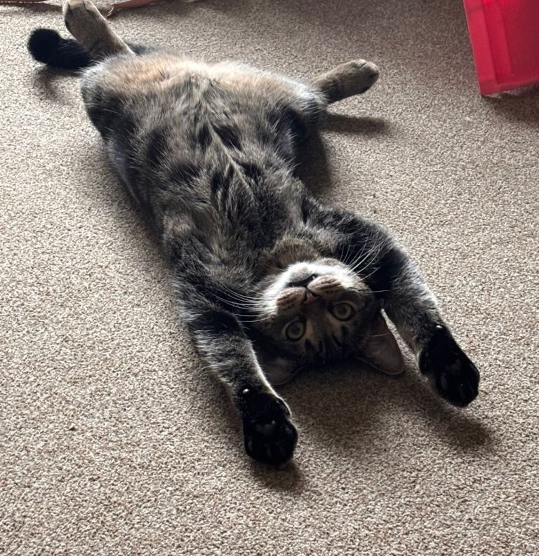 British Shorthair kittens for sale in Ripon, North Yorkshire – 9 months old - Image 3 of 4