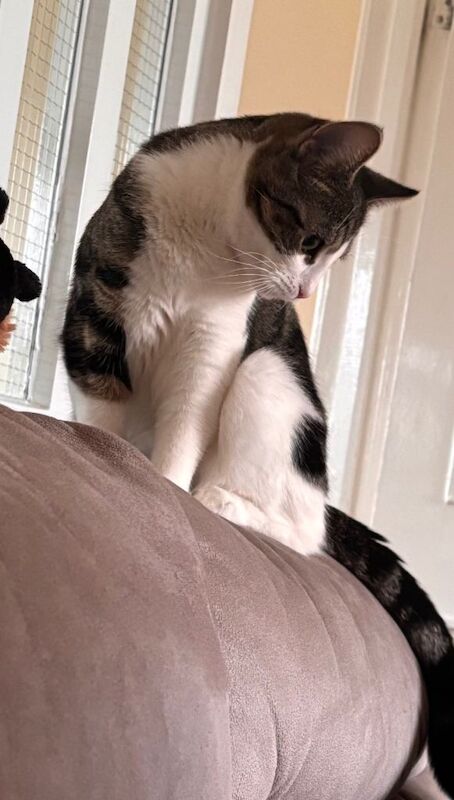 British Shorthair kittens for sale in Ripon, North Yorkshire – 9 months old - Image 4 of 4