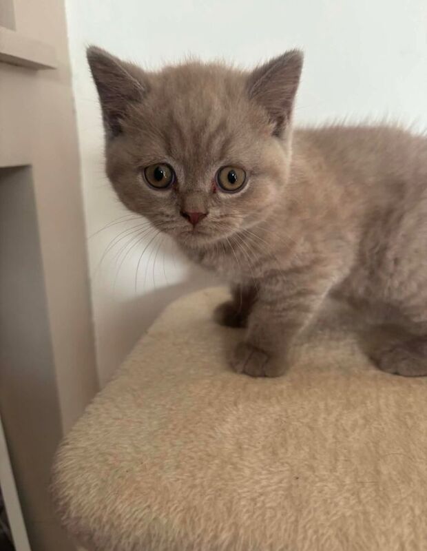British Shorthair Kittens For Sale