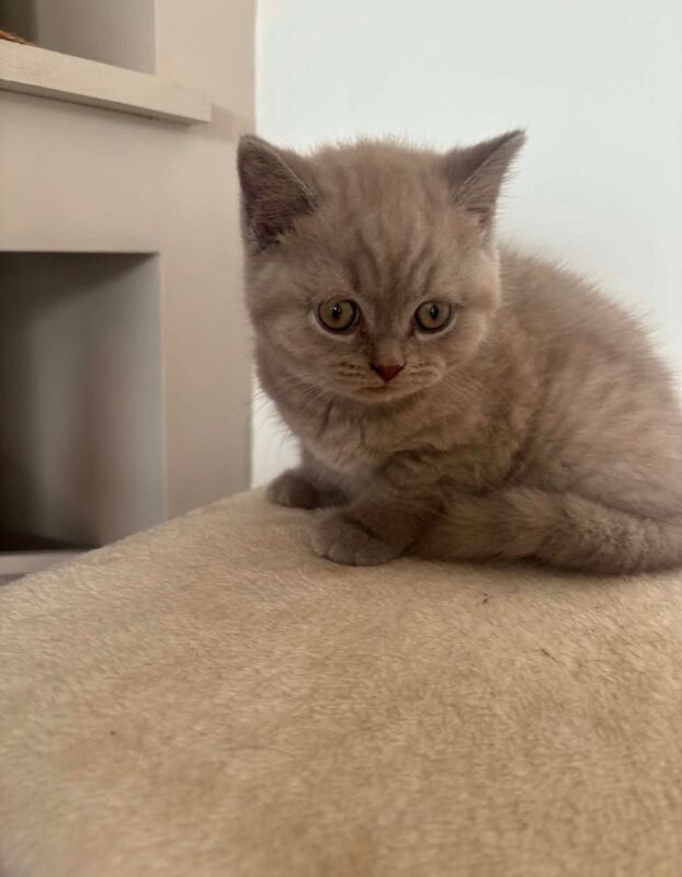 boy british short hair kitten - Image 2 of 4