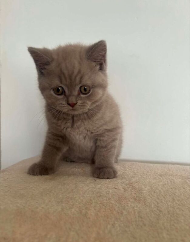 boy british short hair kitten - Image 3 of 4