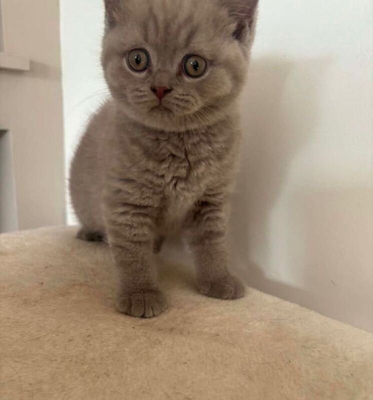 boy british short hair kitten - Image 4 of 4