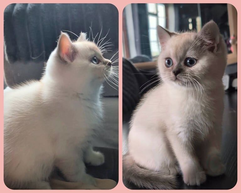 British Shorthair kittens for sale in Hendon, Greater London – 8 weeks old