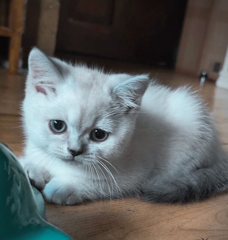 British Shorthair kittens for sale in Hendon, Greater London – 8 weeks old - Image 2 of 3