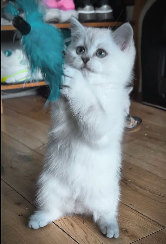 British Shorthair kittens for sale in Hendon, Greater London – 8 weeks old - Image 3 of 3