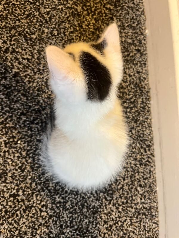 British Shorthair kittens for sale in Cardenden, Fife – 8 weeks old