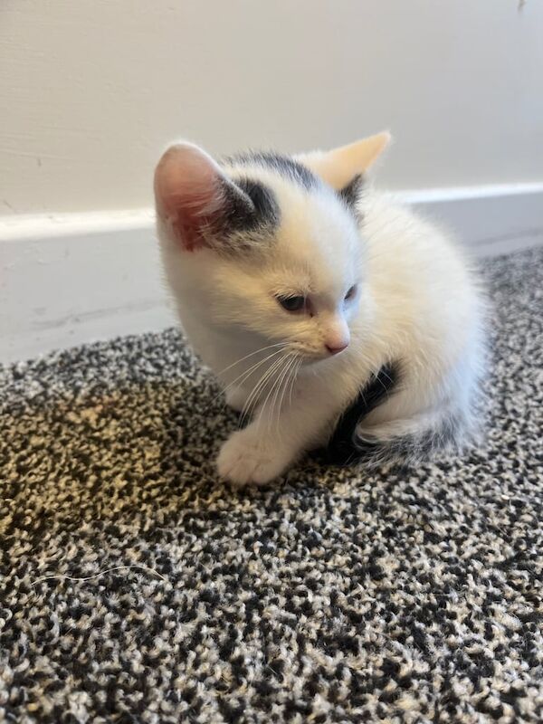 British Shorthair kittens for sale in Cardenden, Fife – 8 weeks old - Image 2 of 3
