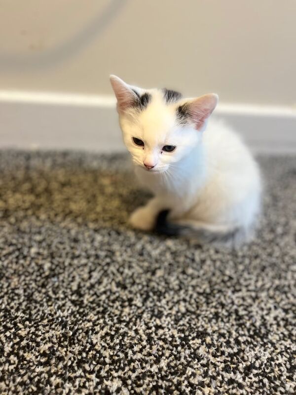British Shorthair kittens for sale in Cardenden, Fife – 8 weeks old - Image 3 of 3