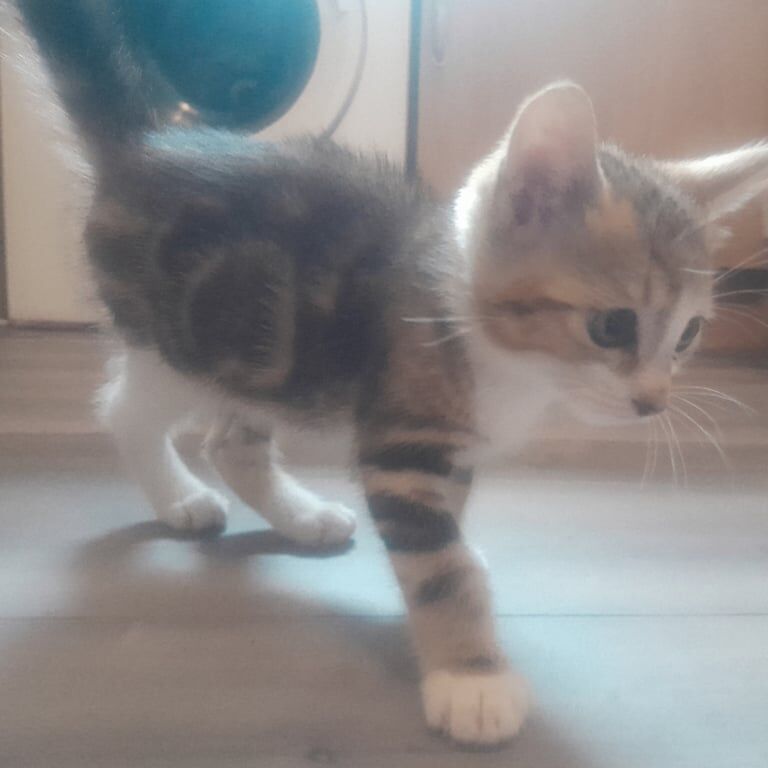 British Shorthair kittens for sale in Polwarth, Berwickshire – 8 weeks old