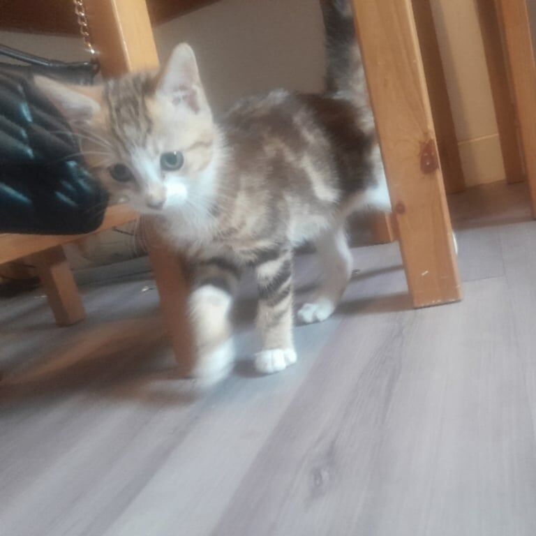 British Shorthair kittens for sale in Polwarth, Berwickshire – 8 weeks old - Image 2 of 3