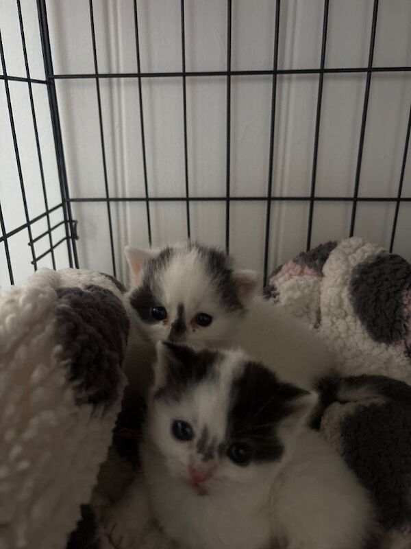 Boys & girls - Image 3 of 4
