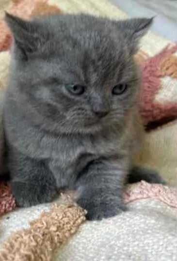 Boys-girls purebred British Shorthair kittens for sale in London, City of London, Greater London | Image 3