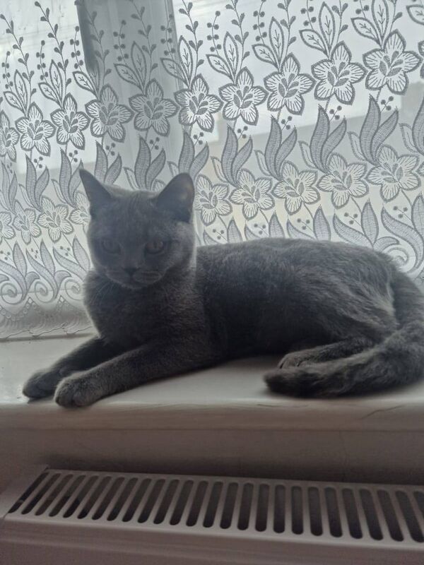 Britis shorthair girl for sale in Dagenham, Greater London