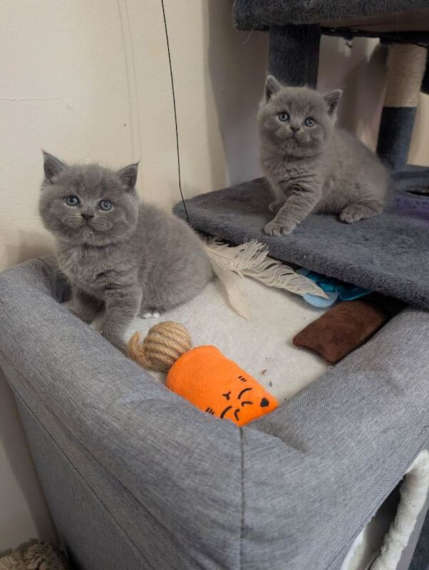British Shorthair Kittens For Sale