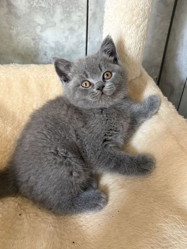 British Blue and Lilac Short Hair Kittens Fully Vaccinated