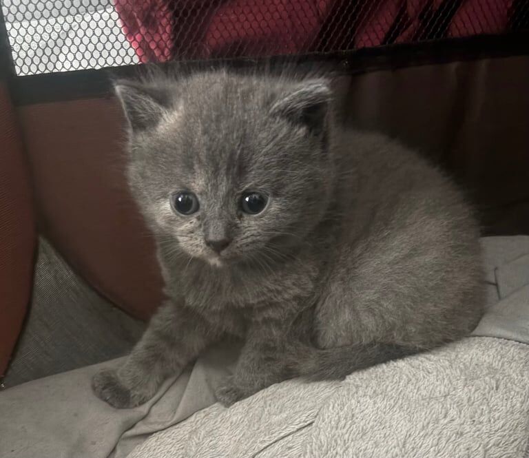 British Shorthair kittens for sale in Middleton, Greater Manchester – 8 weeks old