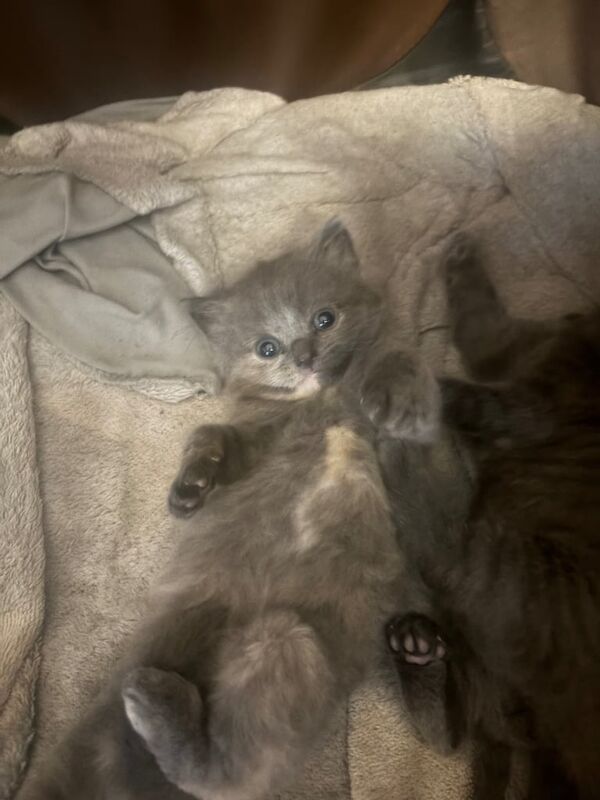 British Shorthair kittens for sale in Middleton, Greater Manchester – 8 weeks old - Image 2 of 3