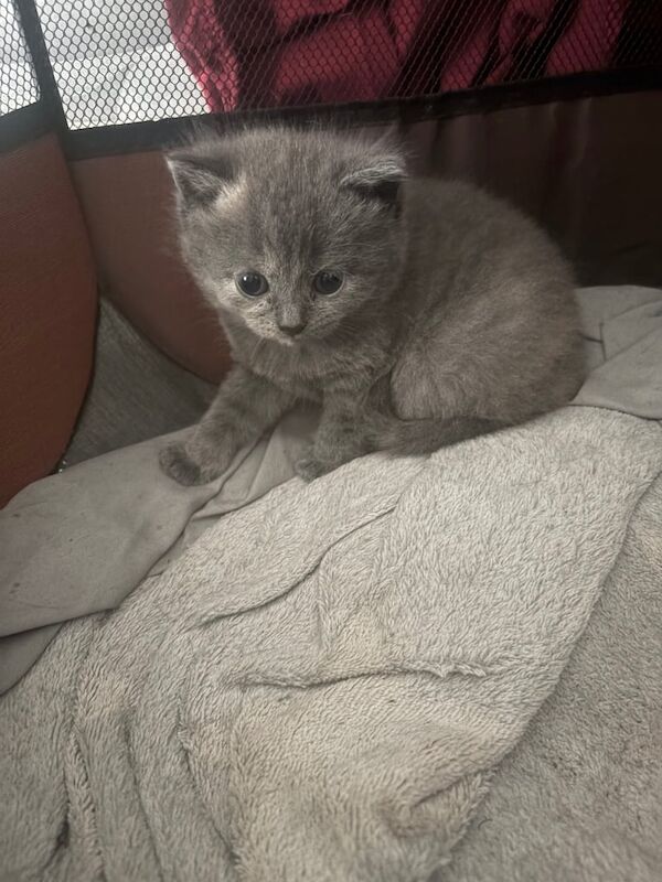 British Shorthair kittens for sale in Middleton, Greater Manchester – 8 weeks old - Image 3 of 3