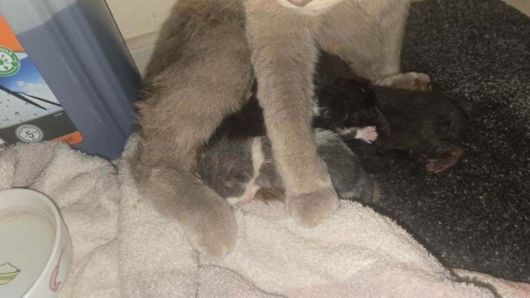 British blue cross ragdoll kittens