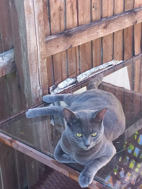 British blue cross Russian blue - Image 2 of 4