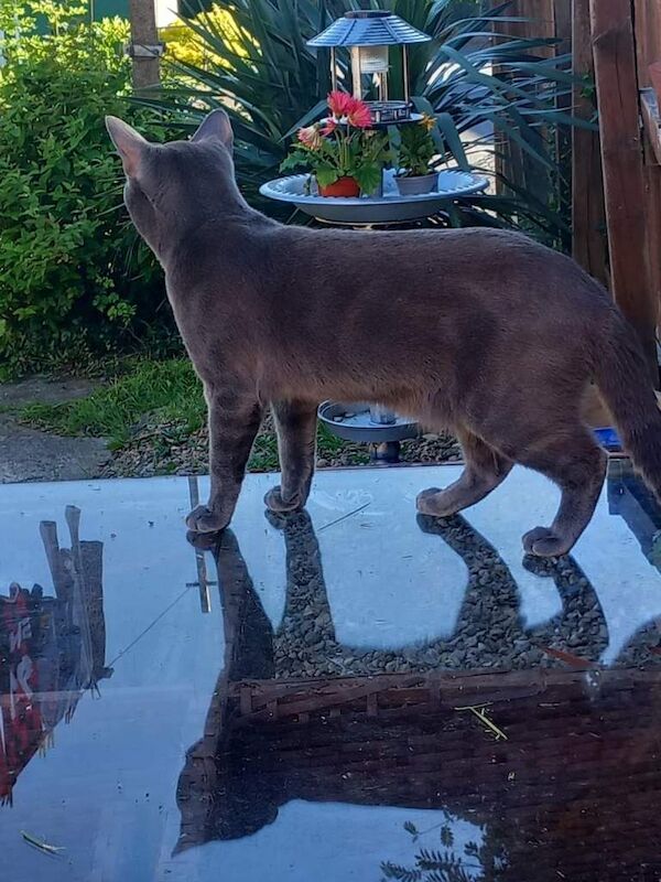 British blue cross Russian blue - Image 4 of 4