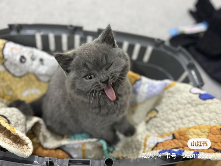 British Shorthair kittens for sale in Coventry, West Midlands – 9 weeks old