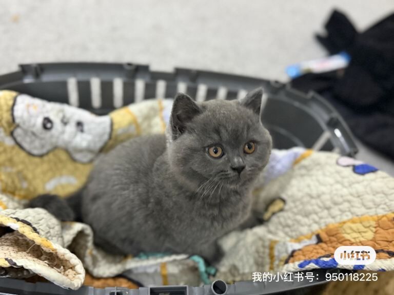 British Shorthair kittens for sale in Coventry, West Midlands – 9 weeks old - Image 2 of 3