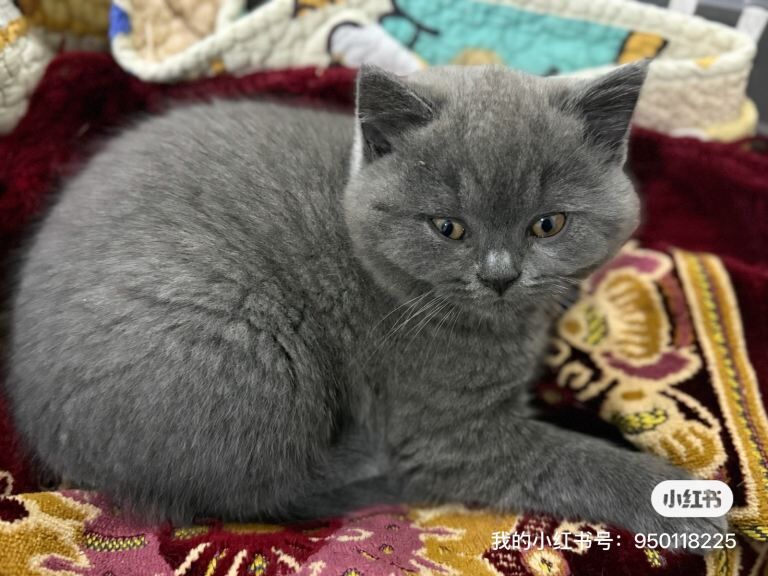 British Shorthair kittens for sale in Coventry, West Midlands – 9 weeks old - Image 3 of 3