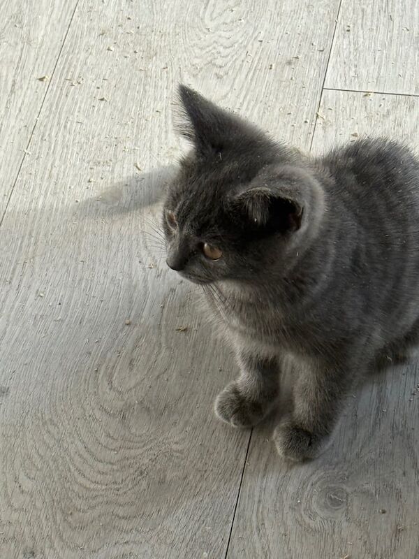 British Shorthair kittens for sale in Surbiton, Greater London – 9 weeks old