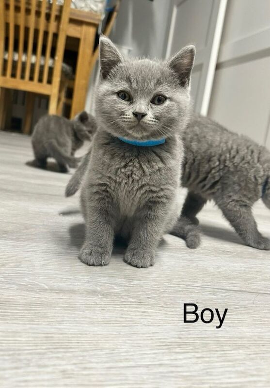 British Shorthair kittens for sale in Cambridge, Cambridgeshire – 11 weeks old