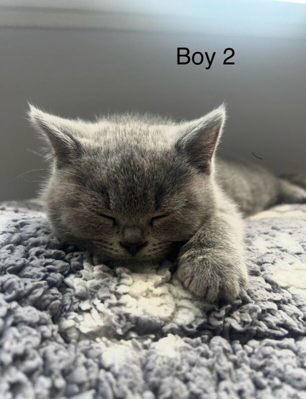 British blue kittens - Image 2 of 4