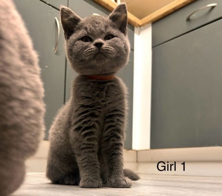 British blue kittens - Image 3 of 4