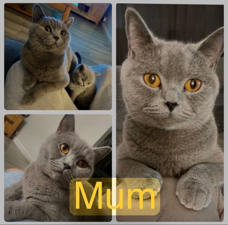 British blue kittens - Image 4 of 4