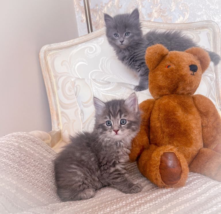 British Shorthair kittens for sale in East Acton, Greater London – 7 weeks old