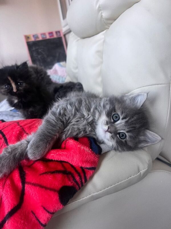 British Shorthair kittens for sale in East Acton, London – 3 months old - Image 2 of 3