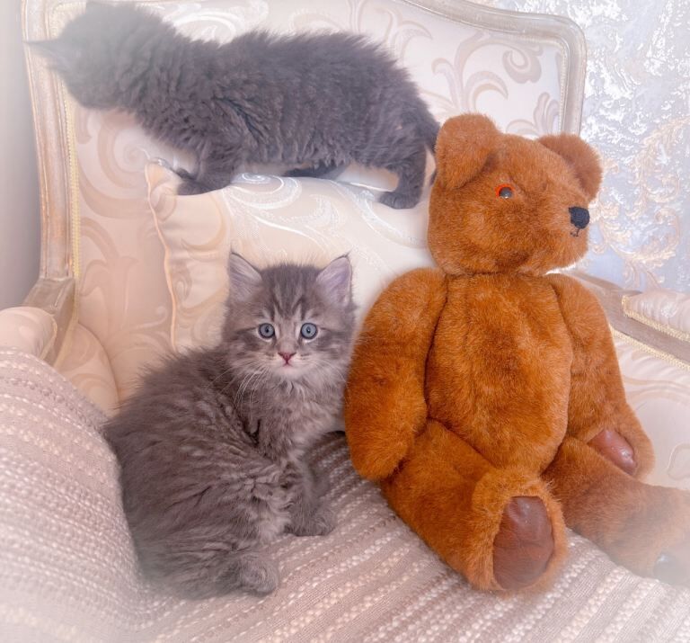 British Shorthair kittens for sale in East Acton, London – 3 months old - Image 3 of 3