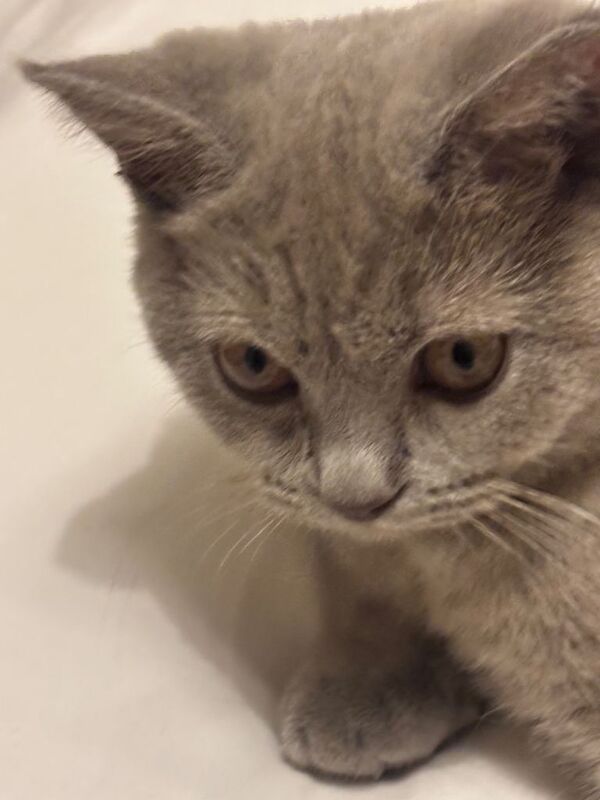 British Shorthair kittens for sale in Merthyr Tydfil, Rhondda Cynon Taf – 5 months old - Image 2 of 3