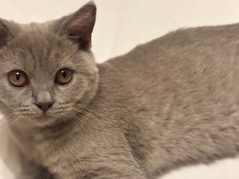 British Shorthair kittens for sale in Merthyr Tydfil, Rhondda Cynon Taf – 5 months old - Image 3 of 3