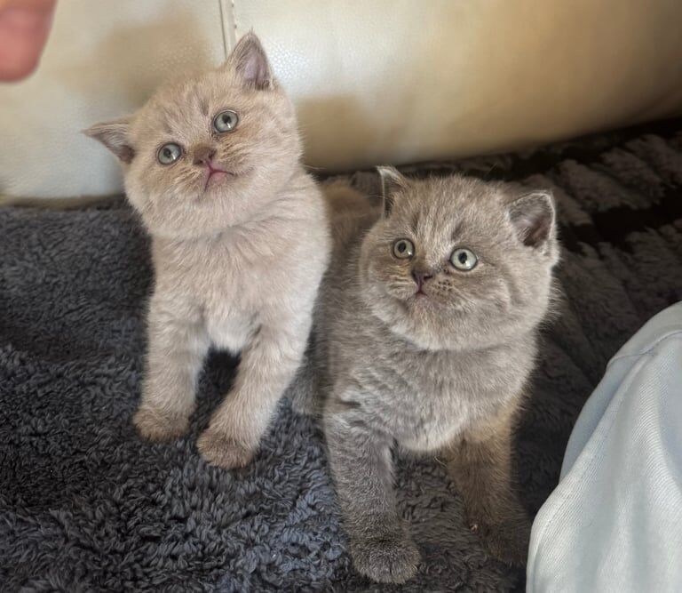 British Shorthair kittens for sale in Manchester, Greater Manchester – 5 weeks old