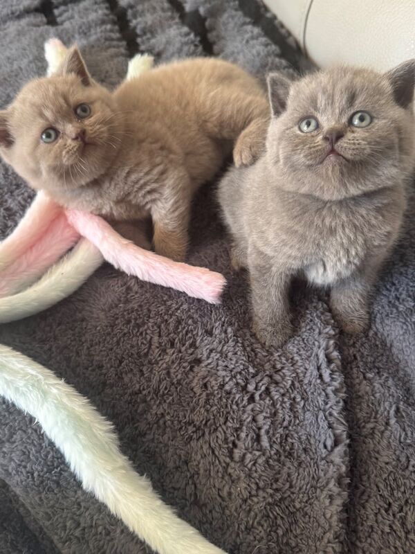British Shorthair kittens for sale in Manchester, Greater Manchester – 5 weeks old - Image 2 of 3