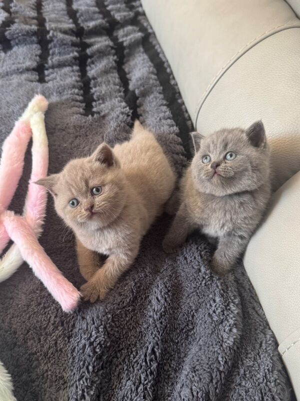 British Shorthair kittens for sale in Manchester, Greater Manchester – 5 weeks old - Image 3 of 3