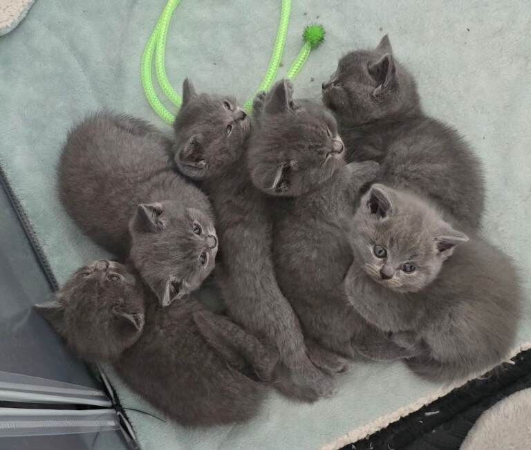 British blue short hair kittens