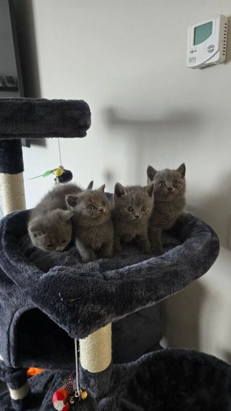 British blue short hair kittens - Image 2 of 4