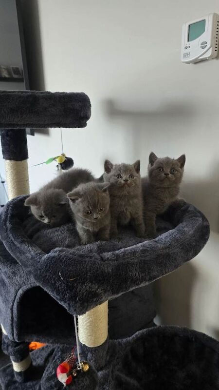 British blue short hair kittens - Image 3 of 4