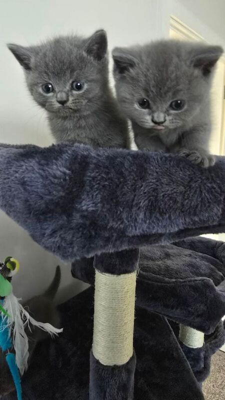 British blue short hair kittens - Image 4 of 4