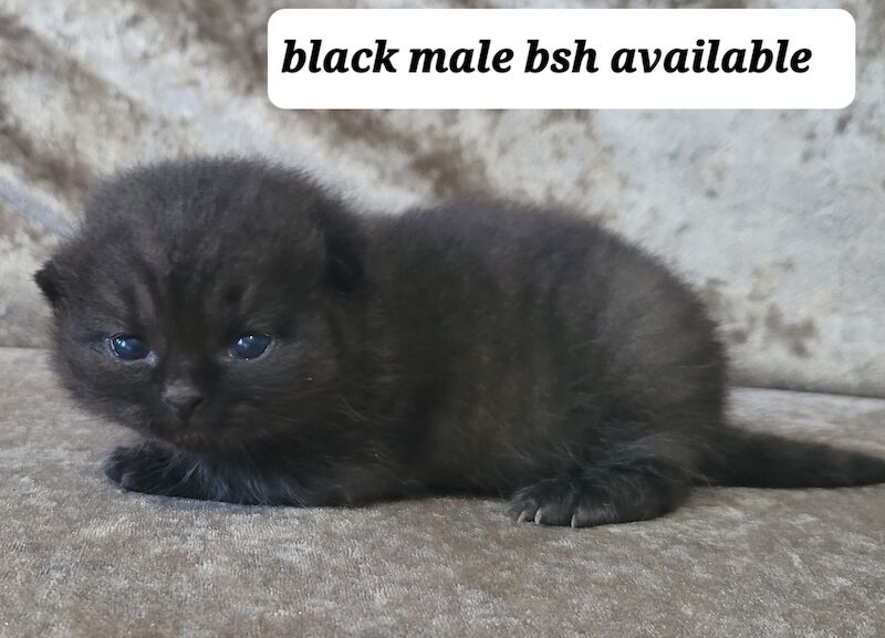 British blue short hair kittens for sale in Swansea/Abertawe, Swansea | Image 2