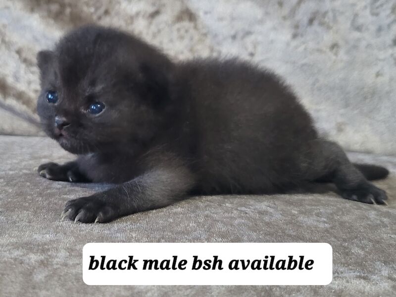 British blue short hair kittens for sale in Swansea/Abertawe, Swansea | Image 3