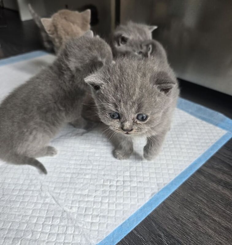 British Shorthair kittens for sale in Rainham, Greater London – 8 weeks old